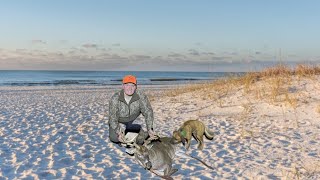 Tracking A Buck On An Alabama Beach [upl. by Norved]