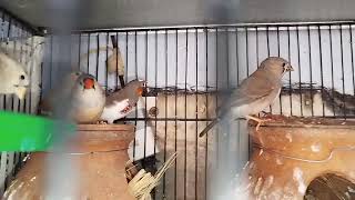 Finches and fishes enjoying the mealHM birds zone26102024 [upl. by Cruz]