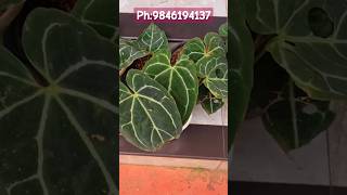 Anthurium Cristalinium Miniature Available for ₹360anthuriumplantsZahar Gardens [upl. by Ruscher950]