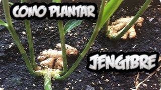 Como Plantar O Cultivar Jengibre En Casa Con Exito  La Huertina De Toni [upl. by Helbonna271]