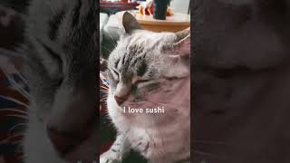 I love sushi part 2 cat catlovers [upl. by Jephum]