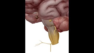 ANATOMIE FMPM LE NERF GLOSSOPHARYNGIEN IX [upl. by Lipman]