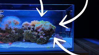 Making an Euphyllia Garden in my Shallow Reef Tank [upl. by Atse]