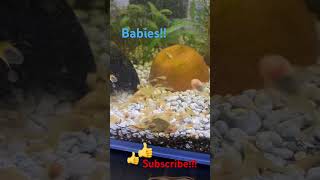 Pleco Babies Bristlenose Pleco Breeding fish babyfish pnw viral fishkeeping breeding pet [upl. by Edwina]