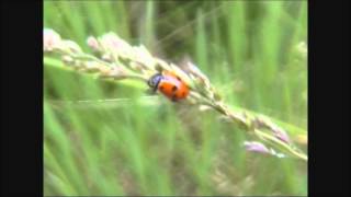 Adonis Ladybird Hippodamia variegata [upl. by Atul901]