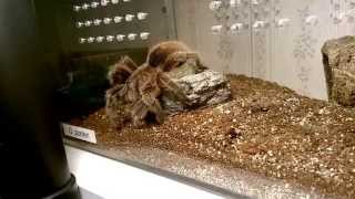 Grammostola Porteri Feeding Video [upl. by Ynatsed]