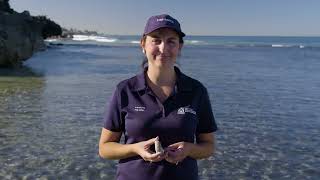 Fishing for abalone safely and sustainably in the West Coast Zone [upl. by Airret]