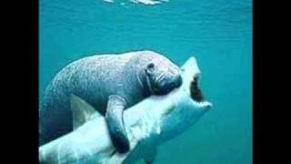 manatee attack [upl. by Ahsi]