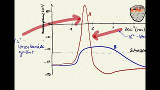 Beeinflussung eines Aktionspotentials  tödliche Delikatesse [upl. by Natehc568]