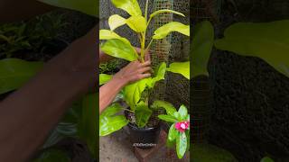 HELPING PHILODENDRON PLANT🙂🙂  GARDEN trending youtubeshorts [upl. by Ardnuahs]