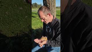 BOOMER CHOOSES HIS PEANUTS IN AN ORDER chipmunk squirrel wildlife boomer fussy crazy cute [upl. by Eniamraj741]