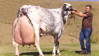 Top 4 World’s highest milking cows  Hf cow girolando cow  jersey cow gir cow  full documentary [upl. by Carman286]