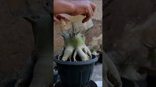 House plants Adenium arabicum Desert rose Bonsai Obesum Flower [upl. by Aihsinat100]