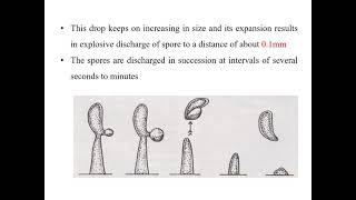 Development of Basidium and Basidiospores [upl. by Anida]