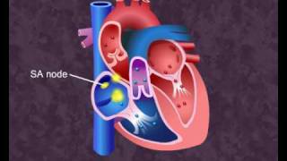 Cardiovascular  Cardiac Cycle Digital Version [upl. by Amlev]