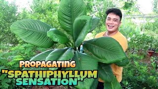 ACTUAL PROPAGATION OF SPATHIPHYLLUM SENSATION  CARE amp TIPS  YES IM BACK  MARK LASACA [upl. by Sachi]