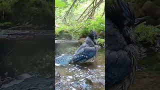 Blue Jay 💙 Mountain Bath [upl. by Eibrik]