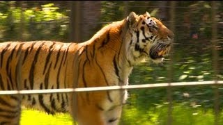 Une journée au Zoo de Beauval HD [upl. by Tterb988]