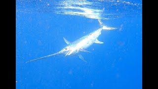 Swordfish on the Freeman in Venice [upl. by Durwin]