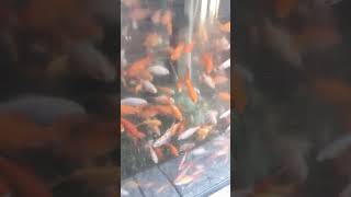 uncountable goldfishes and shrine Kyoto Japan [upl. by Tselec]