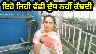 calf ko palne ka best way first lactation 40 litres [upl. by Elman135]