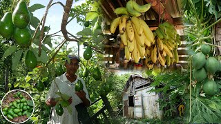 Increible como se Pierde las Frutas en este campo La vida del Campo [upl. by Hainahpez75]