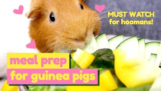 Safe Vegetables for Guinea Pigs  Meal Plan  Episode 1  GuineaDad [upl. by Domonic]