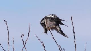 Hunt of the Hawk Owl [upl. by Liebermann]