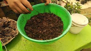 How to care an azalea  How to make a PERFECT Acidic SOIL for azalea plantsHow to grow it Faster [upl. by Swanhildas]