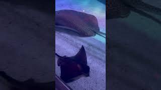 Akvaryum gezisi relaxingmusic relaxing aquarium [upl. by Ahsimek620]