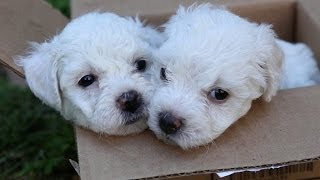 Bichon Frise Puppies In A Box [upl. by Drawe]