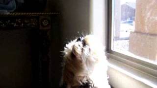 My Morkie dog half Yorkie amp half Maltese Howling like a coyote [upl. by Neeneg]