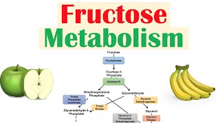 Fructose Metabolism Absorption Fructolysis Regulation and Role in Obesity [upl. by Ravahs]