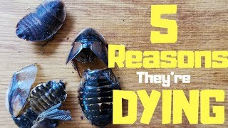 5 Reasons Why Your Dubia Roaches Keep Dying [upl. by Eetnahs]