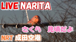 🔴LIVE at NARITA International Airport Plane Spotting 20240407 成田空港ライブカメラ 成田空港 NRTRJAA [upl. by Irakab]