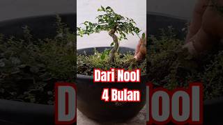 program bahan bonsaiserut bonsaitidore potbonsai potbonsaitidore bonsaiternate [upl. by Naitsyrk868]