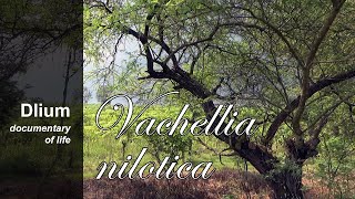 Egyptian acacia Vachellia nilotica  part 1 [upl. by Latoyia757]