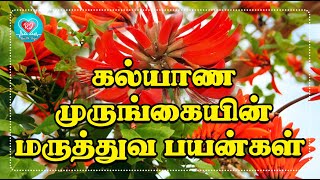 கல்யாண முருங்கையின் மருத்துவ பயன்கள் Benefits of kalyana Murungai healthinfo health food [upl. by Vonni]