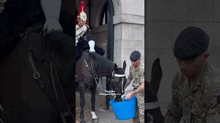 HORSE GIVEN COOL DRINK TO COOL DOWN IN SCORCHING 🥵 LONDON WEATHER [upl. by Werdma]