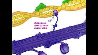 Sliding Filament Model A level Biology [upl. by Holmen830]