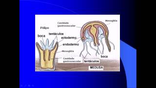 AULA 02 INVERTEBRADOS CNIDÁRIO OU CELENTERADOS [upl. by Launce]
