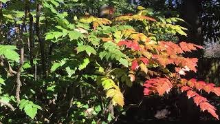 Leatherleaf Mahonia Pros and Cons [upl. by Kirima]