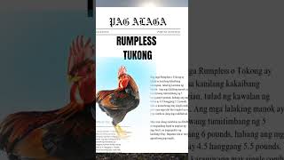 TUKONG NA MANOK O RUMPLESS [upl. by Nnyleahs]