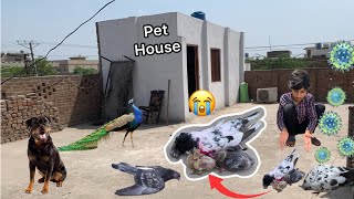 Sab Pigeon Virus Ma Mar Gye😭 Virus 🦠 Ka ilaj sam pet vlogs [upl. by Caresa749]