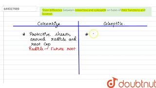 State difference between coleorhiza and coleoptile on basis of their functions and location [upl. by Lapotin520]