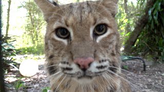 Hungry Bobcat Sounds [upl. by Meghan]