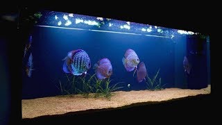 120 Gallon Discus Fish Tank Update  Juwel Rio 400 [upl. by Otreblif]