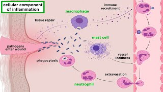 The Inflammatory Response [upl. by Krissie]