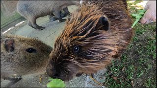 Capybara and Beaver Close Encounter at Drusillas Park [upl. by Ahsian]