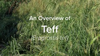 An Overview of Teff  Understudied Indigenous Crops [upl. by Ydne]